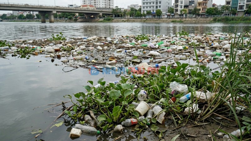 Rác thải nhựa gây ô nhiễm sông kênh rạch và mắc vào thực vật